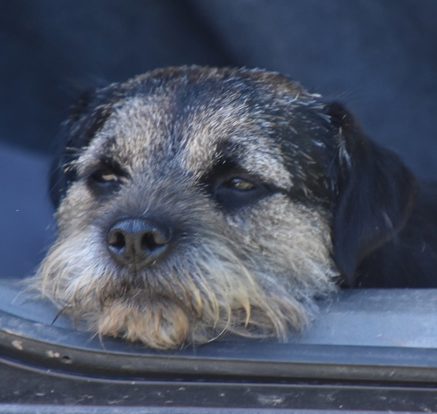 Welpen Nachzucht Jagd Border Terrier