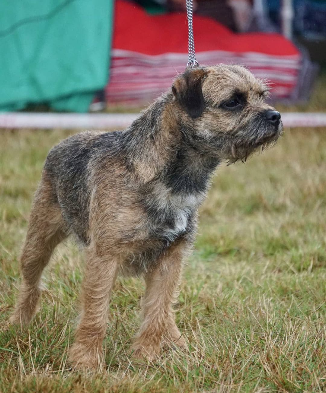 Bordysks King Fisher