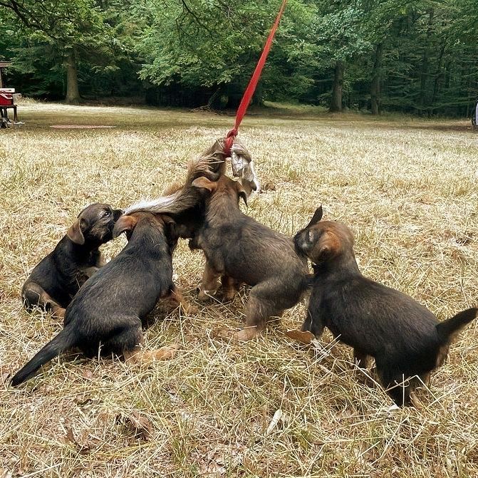 Border Terrier Welpen Zucht Jagd