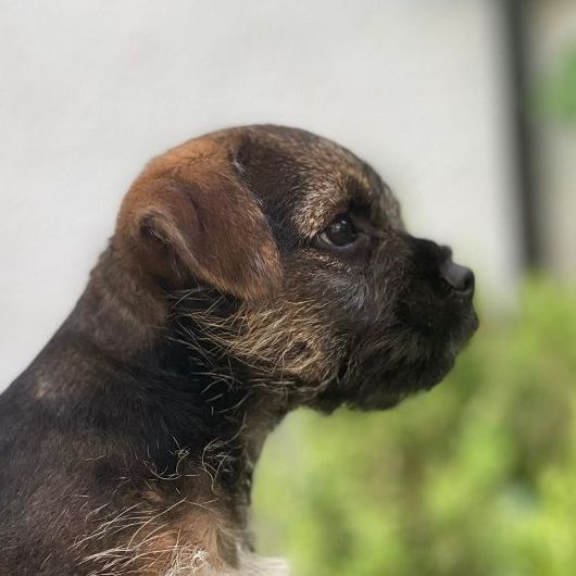 Border Terrier Jagd Zucht Welpen