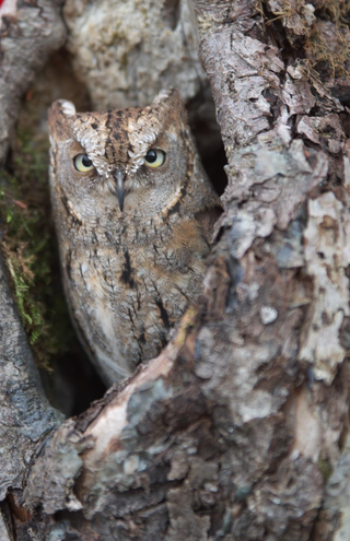 Otus scops Border Terrier Jagd Zucht Welpen Zwergohreule Otus scops