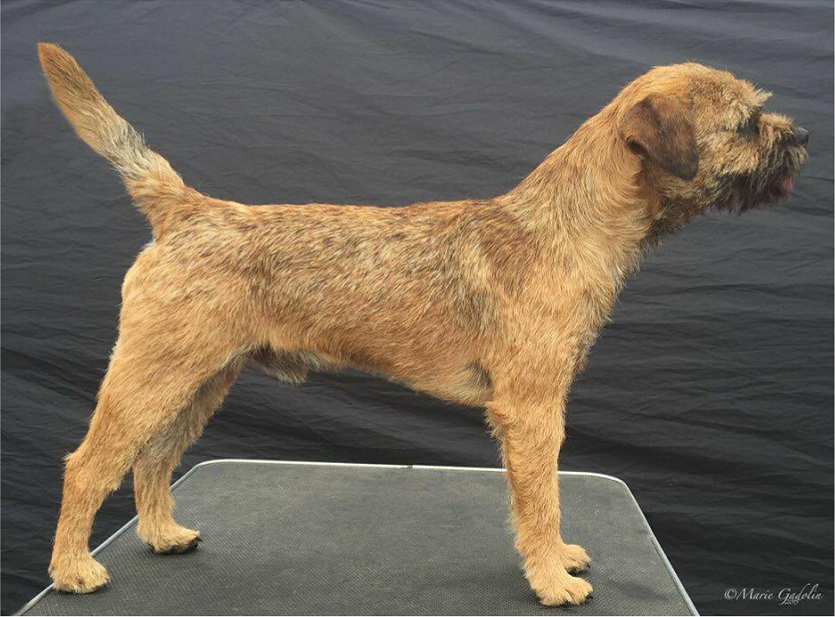 Sub Terram Special Order Border Terrier Zucht Welpen Jagd