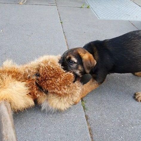 Border Terrier Zucht Jagd Welpen