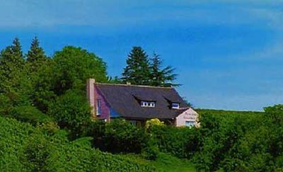 historisches Bild vom Haus in den Reben Weinberge, rosa Haus, viel grün, Bäume, Büsche, Pension, Zimmer, Hotel
