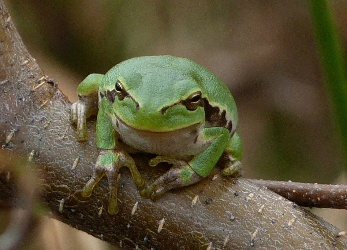 Der Laubfrosch ist die seltenste Amphibienart im Naturschutzgebiet (Foto: Peter Meyer, NABU Bonn)