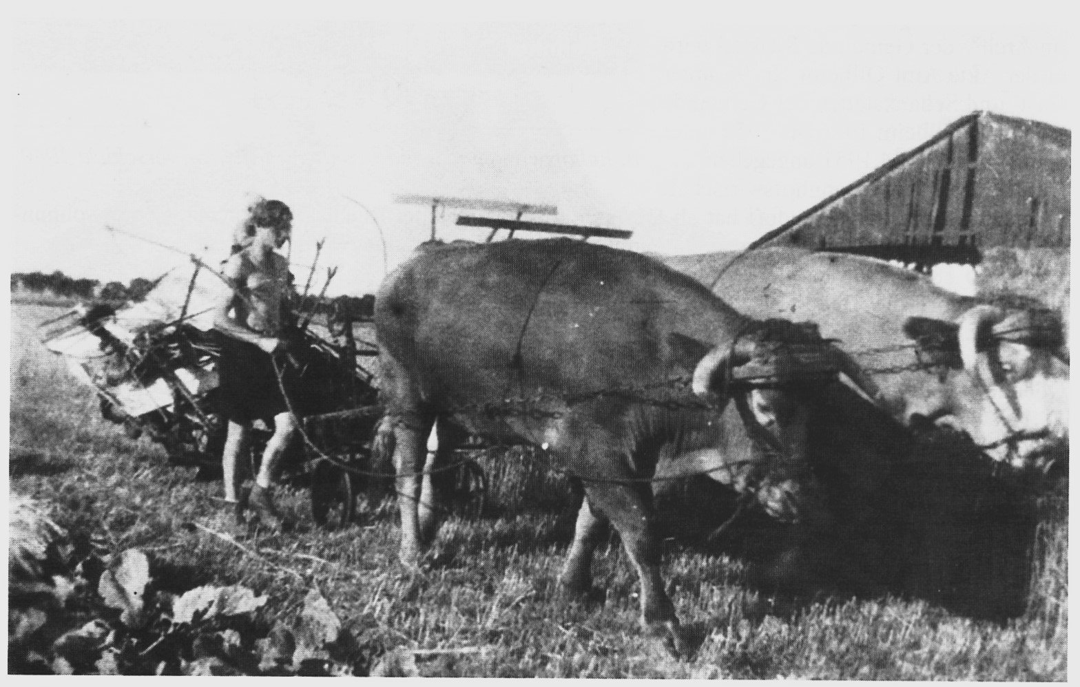 Ochsengespann mit Selbstbindermaschine in den Odendorfer Benden, August 1942