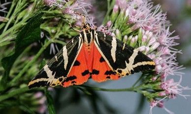 Blühender Wasserdost (Eupatorium cannabinum) wirkt auf die Spanische Flagge wie ein Magnet. (Foto: Blickwinkel/W. Willner, Magazin der Nordrhein-Westfalen-Stiftung, Ausgabe 1/2025)