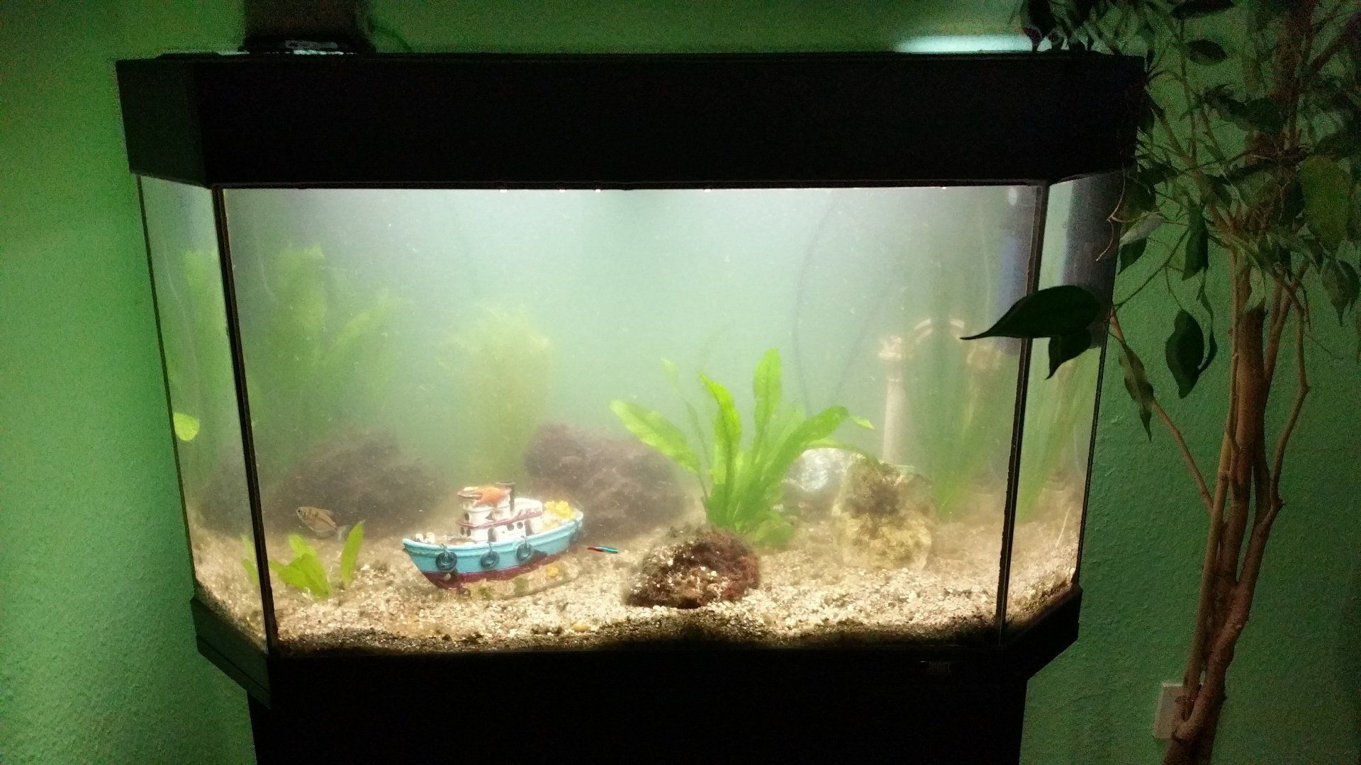 Teich-, Aquarien- und Gartenservice, Vera Bialek, Teichspezi, Mangrovenwurzel, Juwel Aquarium, Panaorama Becken, Amazonas, Echinodorus, rote Lotus, Solitärpflanze, Hintergrund Pflanzen, Vordergrund Pflanzen, DennerleNeugestaltung Aquarium, Aquarien Pflanzen, Aquascaping, Christmasmoos,
