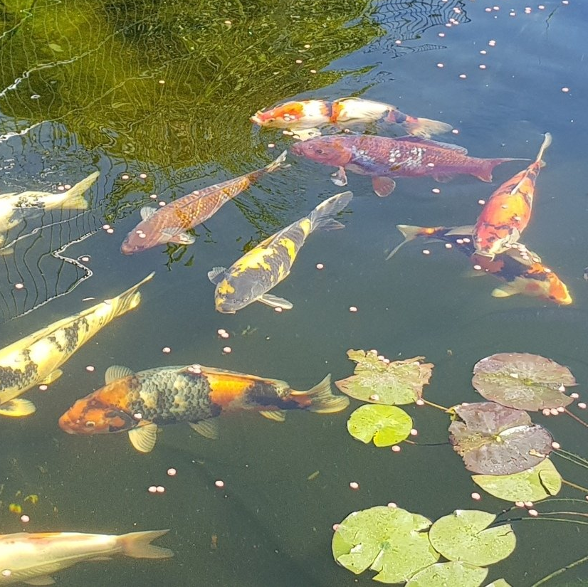 Sanke, Tancho, Ochiba, Koromo, Kohaku, Showa, Hiutsuri, Kiutsuri, Shiutsuri, Bekko, Asagi, Shusui, Goshiki, Goromo, Shusui, Utsuri, Ogon, Teich-, Aquarien- und Gartenservice, Vera Bialek, Koi, Koikarpfen, Japan Koi, Teichspezi, Baesweiler,
