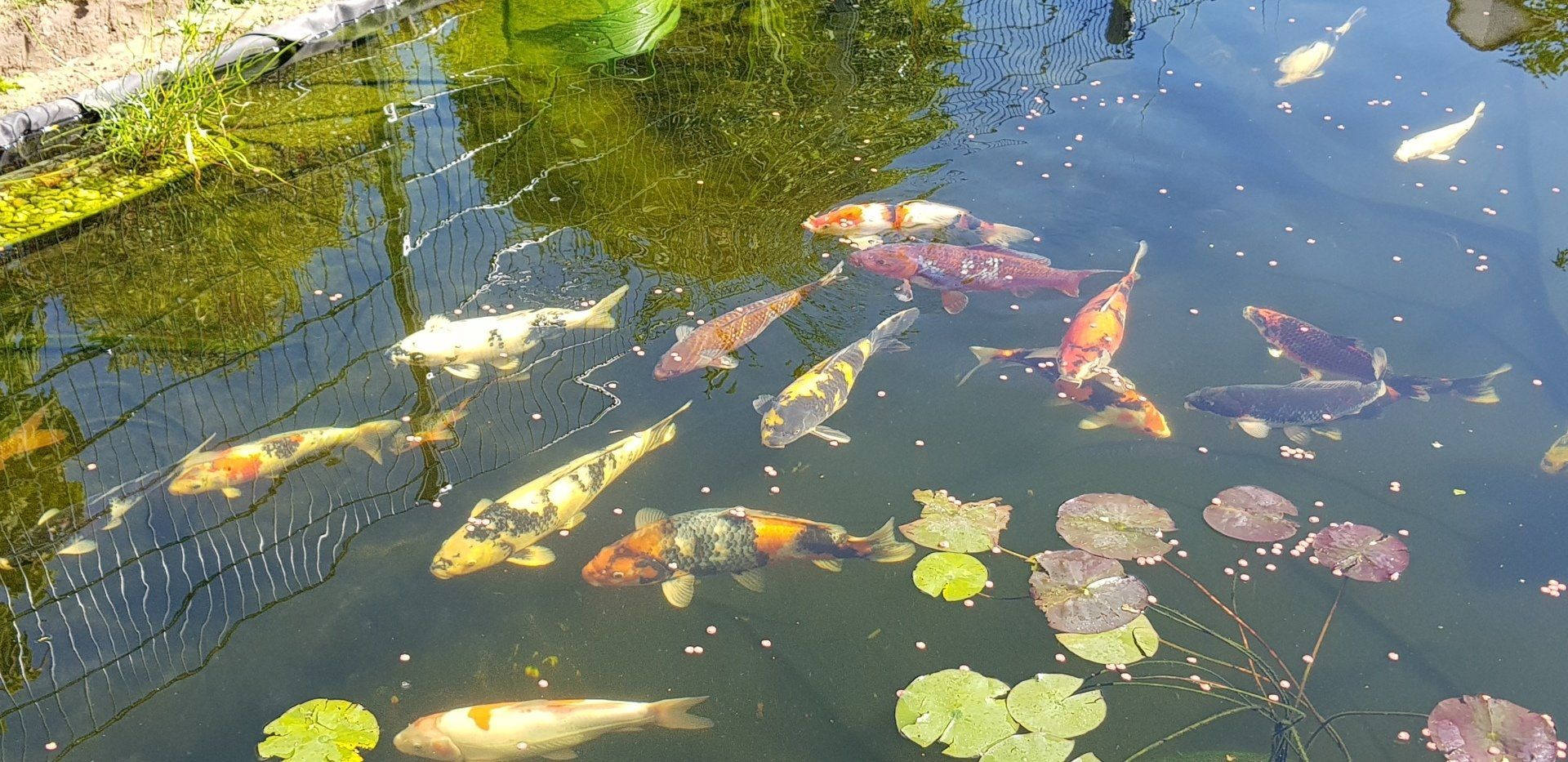 Erdaushub, Sanke, Tancho, Ochiba, Koromo, Kohaku, Showa, Hiutsuri, Kiutsuri, Shiutsuri, Bekko, Asagi, Shusui, Goshiki, Goromo, Shusui, Utsuri, Ogon, Teichbau, Froschlöffel, Froschbiss, Seekanne, Calla, Japanischer Schlitzahorn, Bambus, Japanische Azalee, Rhododendron, Japan Koi, Koikarfen, Wassergarten, Seerosen, Wasserpflanzen, Teichrandbepflanzung, Stauden am Teich,