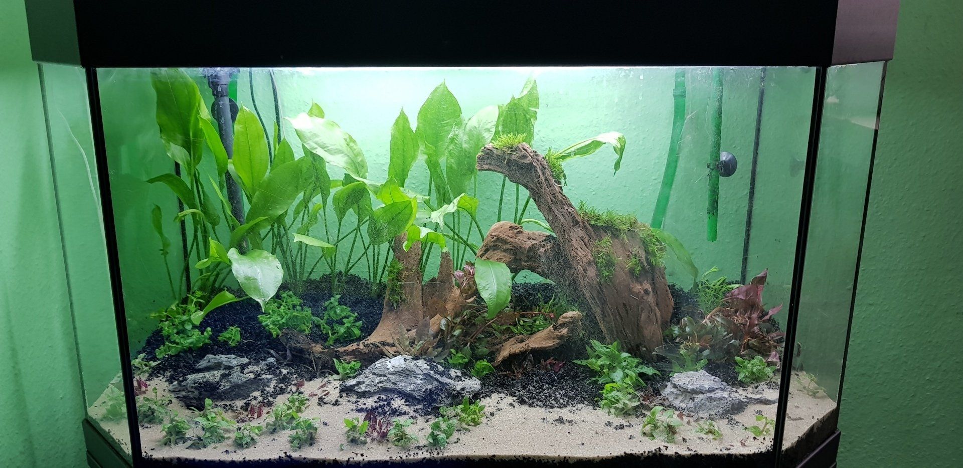 Teich-, Aquarien- und Gartenservice, Vera Bialek, Teichspezi, Mangrovenwurzel, Juwel Aquarium, Canyon Rock, Panaorama Becken, Amazonas, Echinodorus,