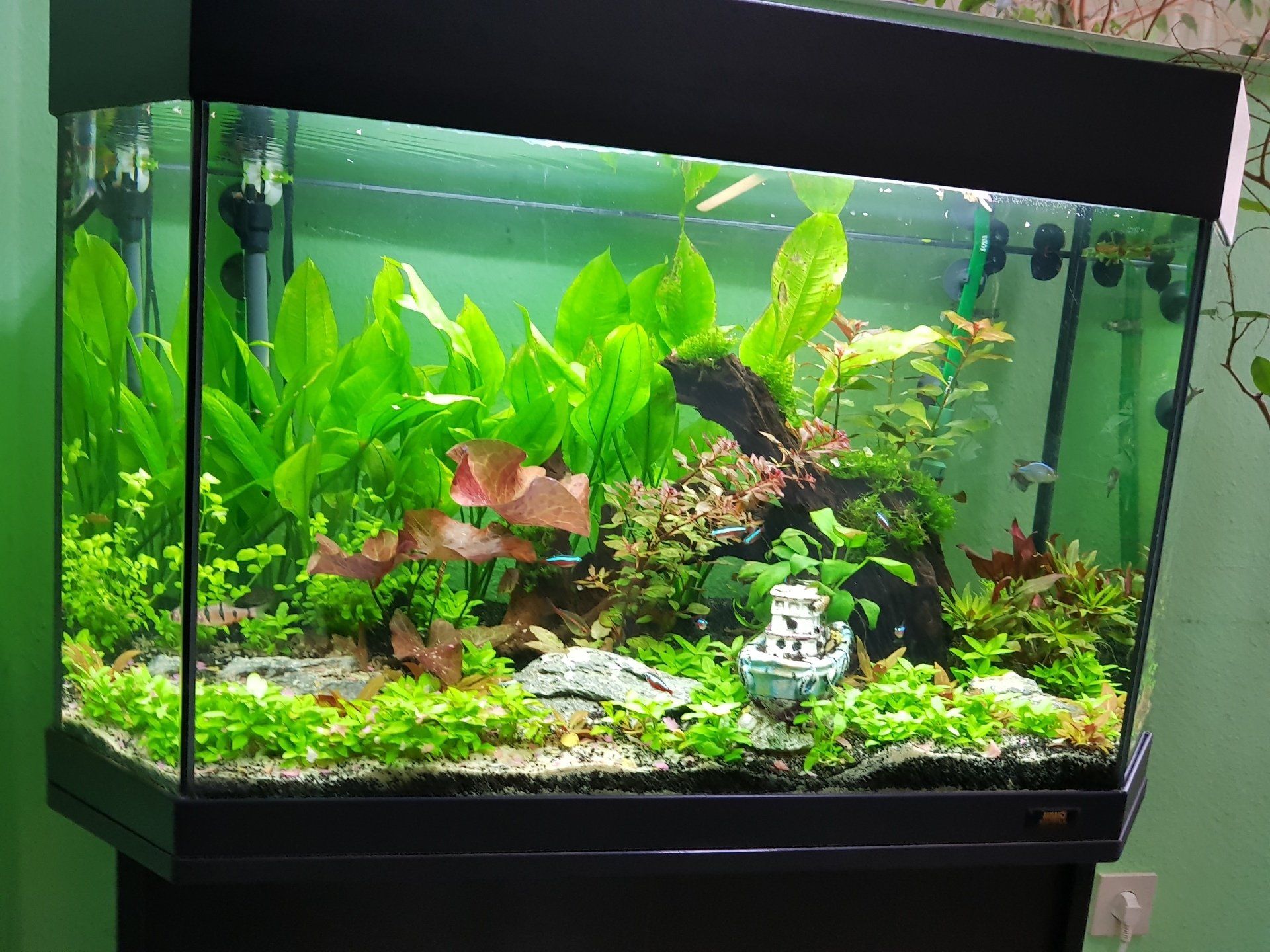 Teich-, Aquarien- und Gartenservice, Vera Bialek, Teichspezi, Mangrovenwurzel, Juwel Aquarium, Panaorama Becken, Amazonas, Echinodorus, rote Lotus, Solitärpflanze, Hintergrund Pflanzen, Vordergrund Pflanzen, Dennerle Aquarien Pflanzen, Aquascaping,