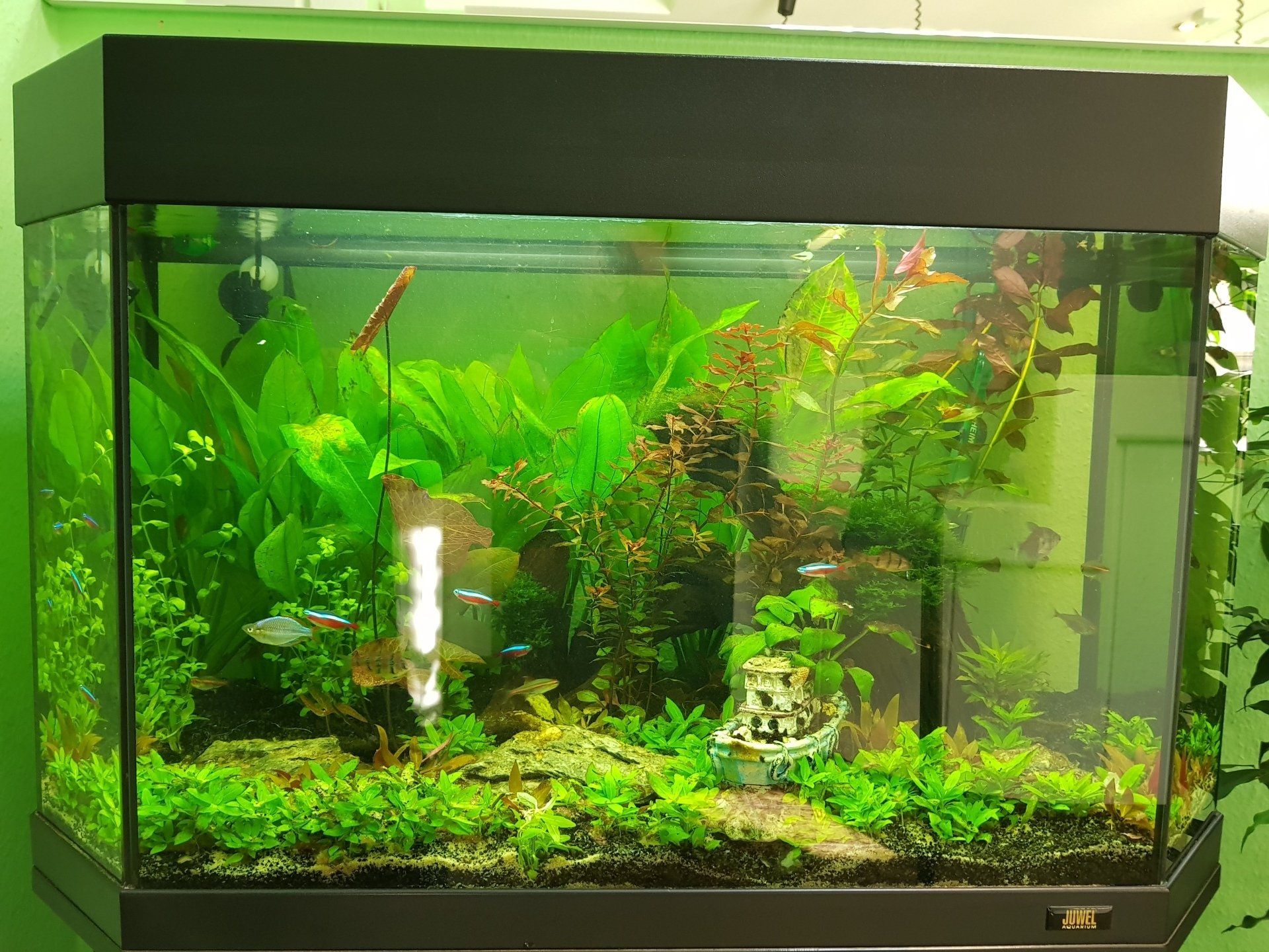 Teich-, Aquarien- und Gartenservice, Vera Bialek, Teichspezi, Mangrovenwurzel, Juwel Aquarium, Dennerle Kristall Kies, diamantschwarz, Deponit Mix Professional, Panaorama Becken, Amazonas, Echinodorus, rote Lotus, Solitärpflanze, Hintergrund Pflanzen, Vordergrund Pflanzen, Dennerle Aquarien Pflanzen, Aquascaping, Christmasmoos,