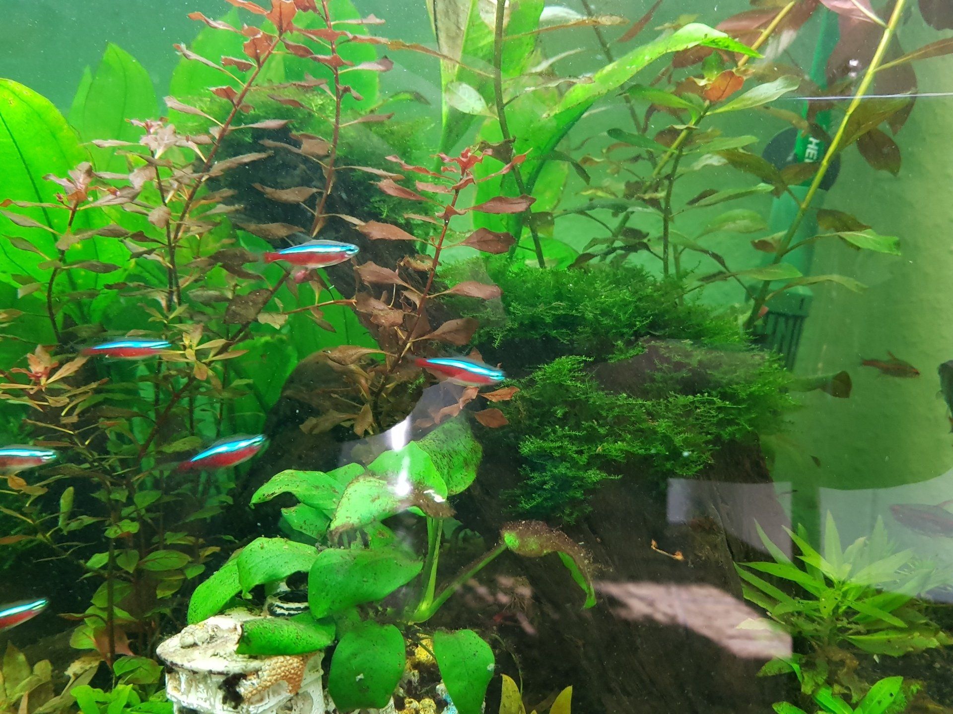 Teich-, Aquarien- und Gartenservice, Vera Bialek, Teichspezi, Mangrovenwurzel, Juwel Aquarium, Panaorama Becken, Amazonas, Echinodorus, rote Lotus, Solitärpflanze, Hintergrund Pflanzen, Vordergrund Pflanzen, Dennerle Aquarien Pflanzen, Aquascaping, Christmasmoos,