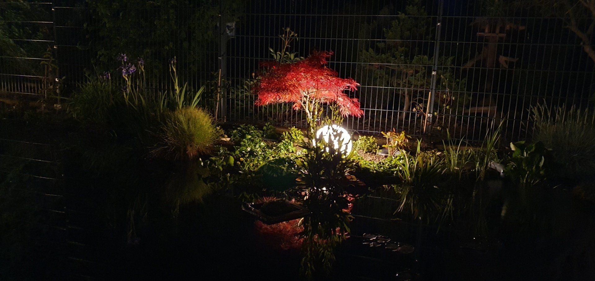 Teich-, Aquarien- und Gartenservice, Vera Bialek, Teichspezi, Teichbeleuchtung, japanischer Schlitzahorn, Licht im Garten, Lichtakzente,Erdaushub, Teichbau, Froschlöffel, Froschbiss, Seekanne, Calla,Wassergarten, Seerosen, Wasserpflanzen, Teichrandbepflanzung, Stauden am Teich,