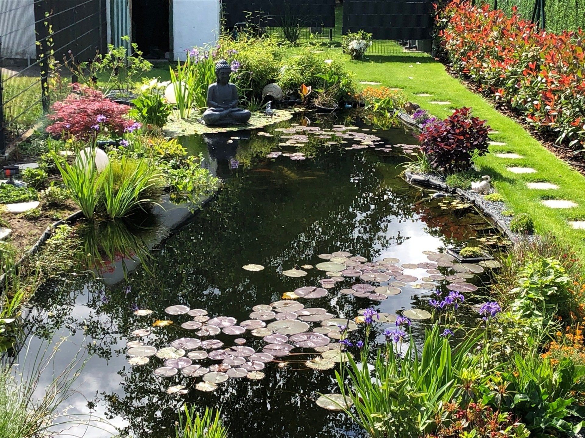 Teich-, Aquarien- und Gartenservice, Vera Bialek, Teichspezi, Erdaushub, Teichbau, Froschlöffel, Froschbiss, Seekanne, Calla, Japanischer Schlitzahorn, Bambus, Japanische Azalee, Rhododendron,Wassergarten, Seerosen, Wasserpflanzen, Teichrandbepflanzung, Stauden am Teich,