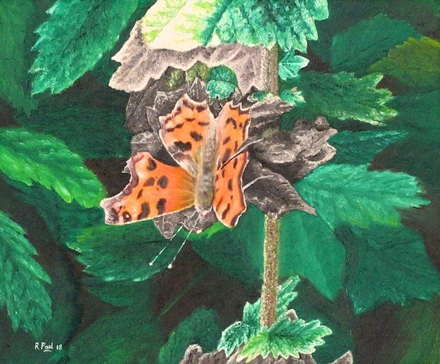 Comma butterfly Comma butterfly painted in oil by Richard Paul