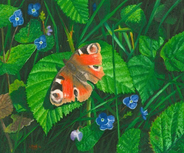 Peacock butterfly Peacock butterfly painted in oil by Richard Paul