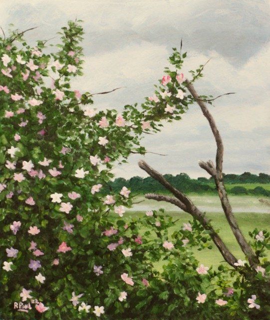 Wild Rose, Bosham Wild Rose, Bosham