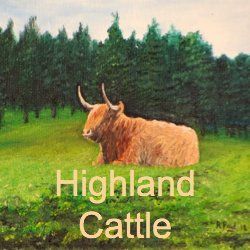 Highland Cattle