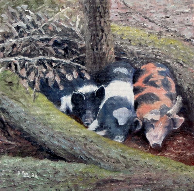 Sleeping pigs Sleeping pigs
