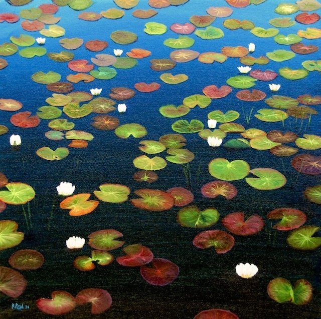North Uist waterlilies North Uist waterlilies
