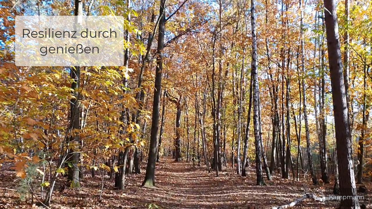 Kampmann Herbstlauf im Wald Resilienzaufbau durch geniessen