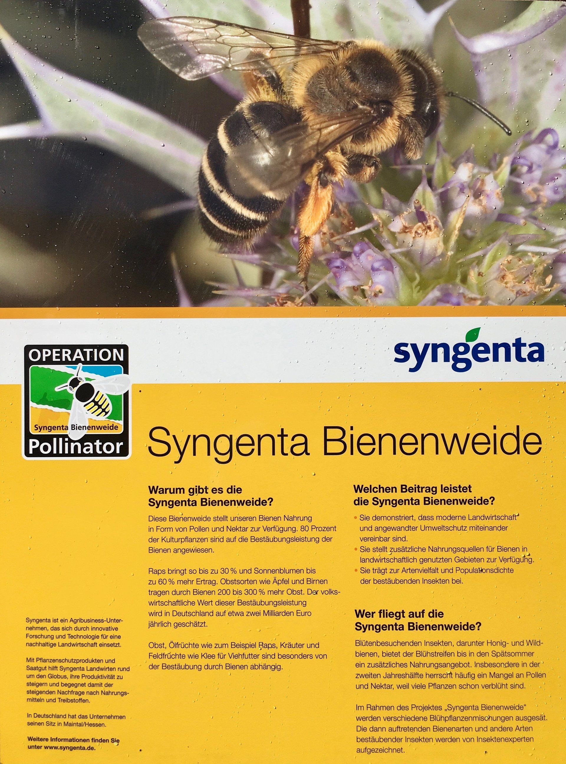 Schautafel Bienenweide