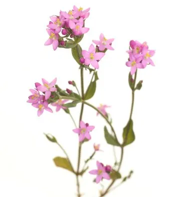 Tausendgüldenkraut