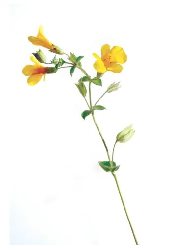 Gefleckte Gauklerblume