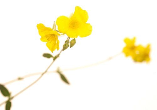 Gelbes Sonnenröschen