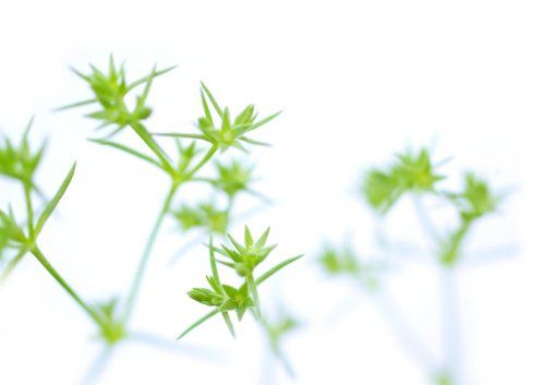 Einjähriger Knäuel