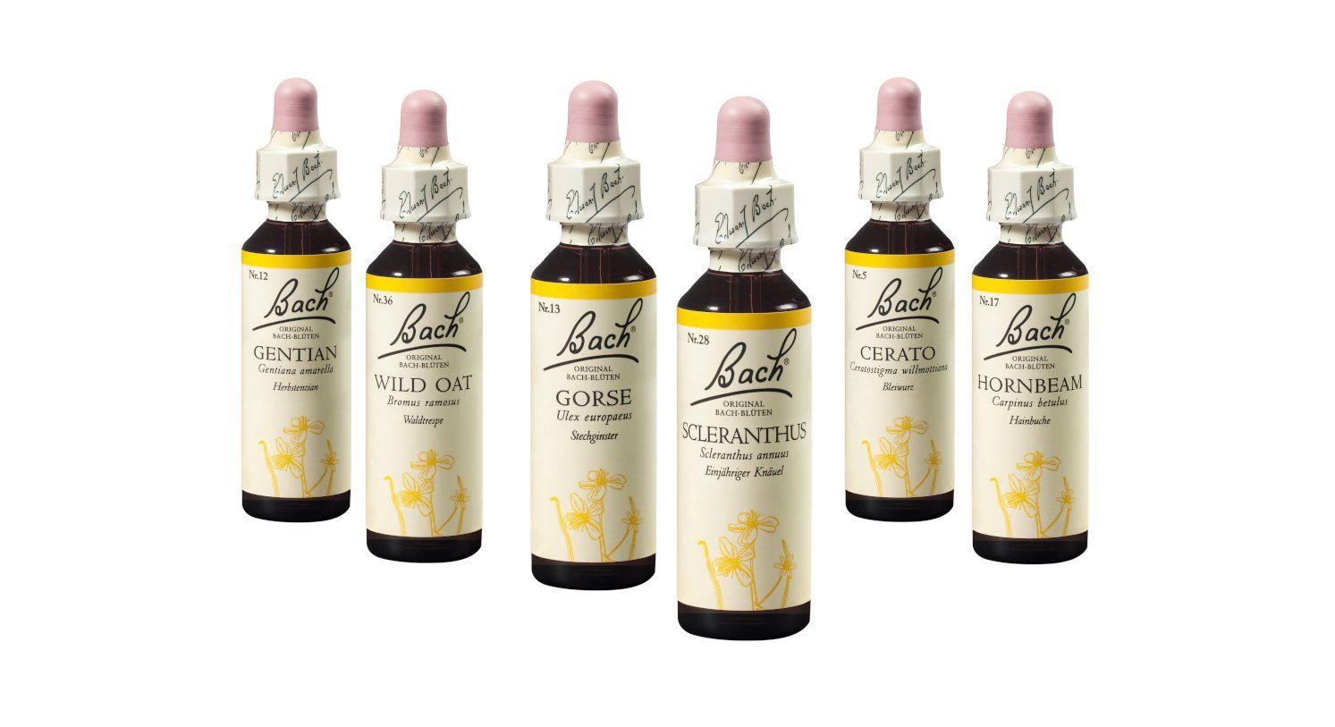 Bachblüten, um Selbstsicherheit und Selbstwertschätzung zu erlangen (Gentian, Wild Oat, Gorse, Scleranthus, Cerato, Hornbeam)