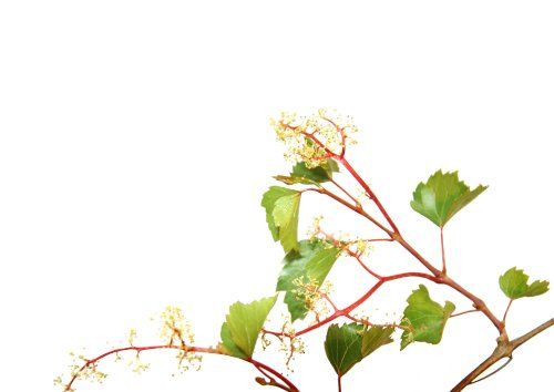 Weinrebe