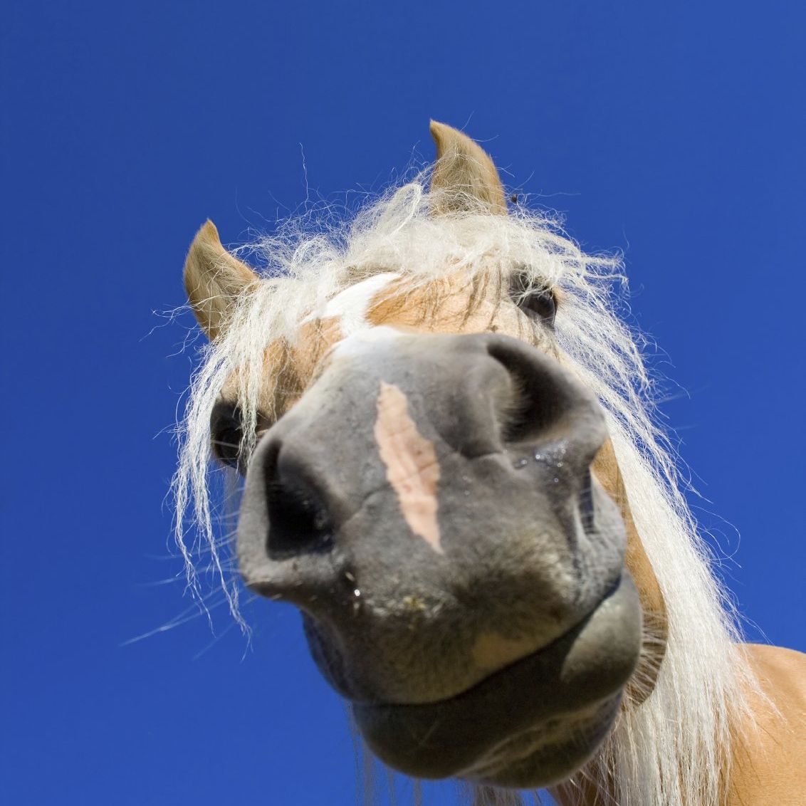 Kinder reiten auf einem Pony, ein  anderes spaziert daneben auf der Schwäbischen Alb.