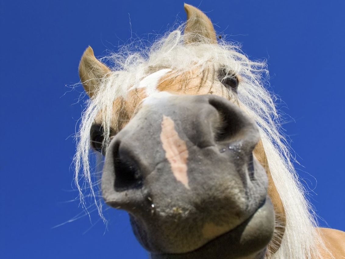 pferdemarkt Ludwigsburg 2024