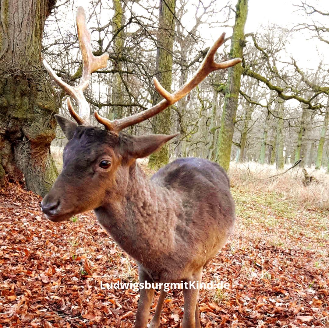 Wildpark Pforzheim Kinder Ausflugsziel Wildpark Pforzheim Kinder Ausflugsziel