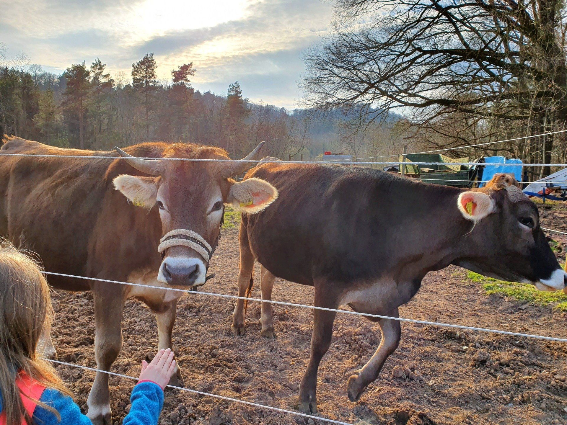 Reiten auf Rindern im Bottwartal Reiten auf Rindern im Bottwartal