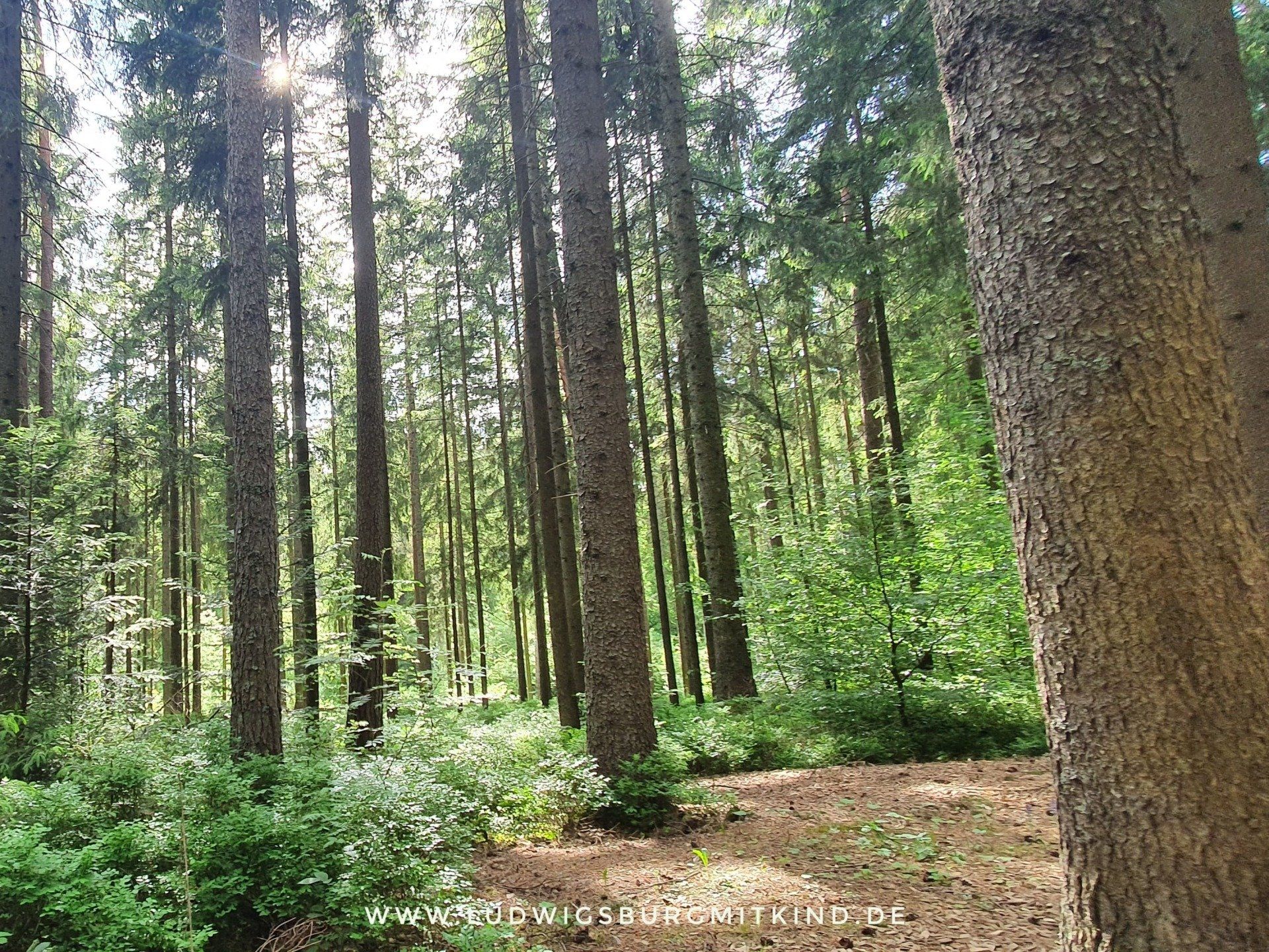 Weg auf dem Barfußpfad in Dornstetten