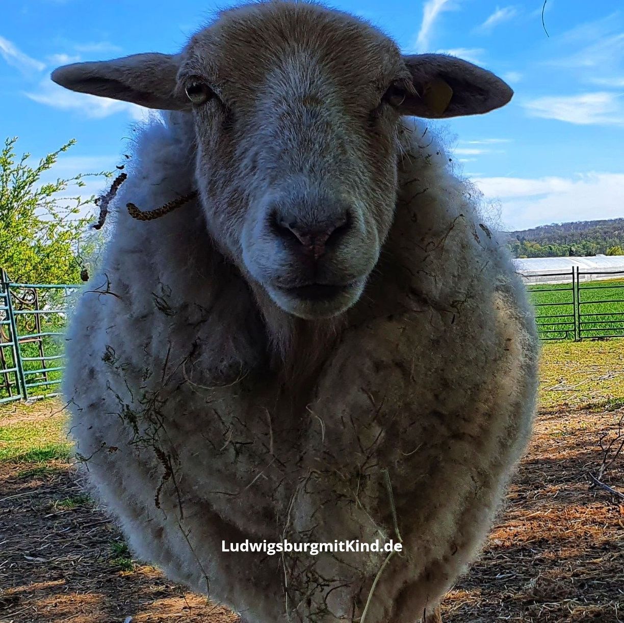 Ein Schaf auf dem Hofgut Leutenecker in Remseck