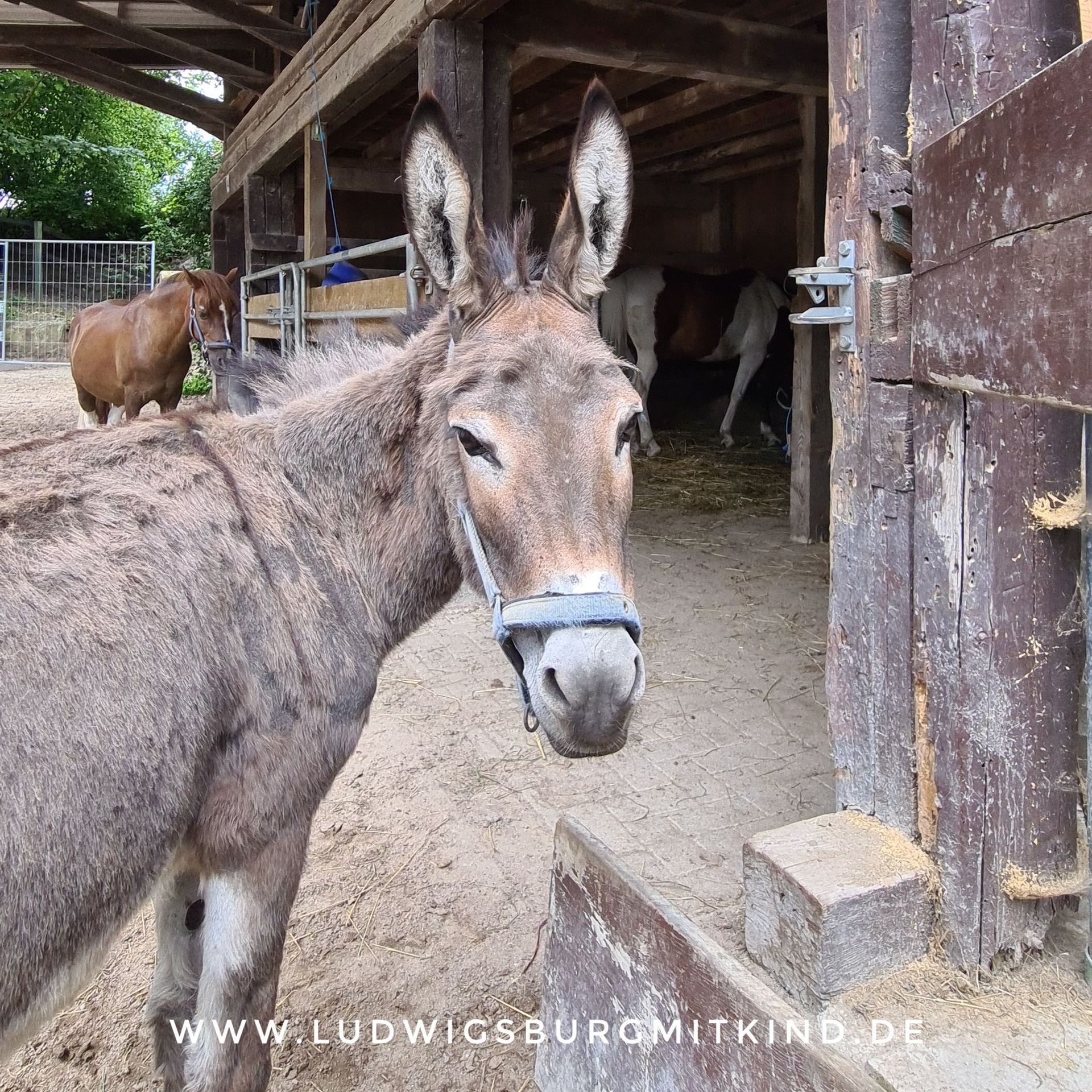 Jugendfarm Ludwigsburg
