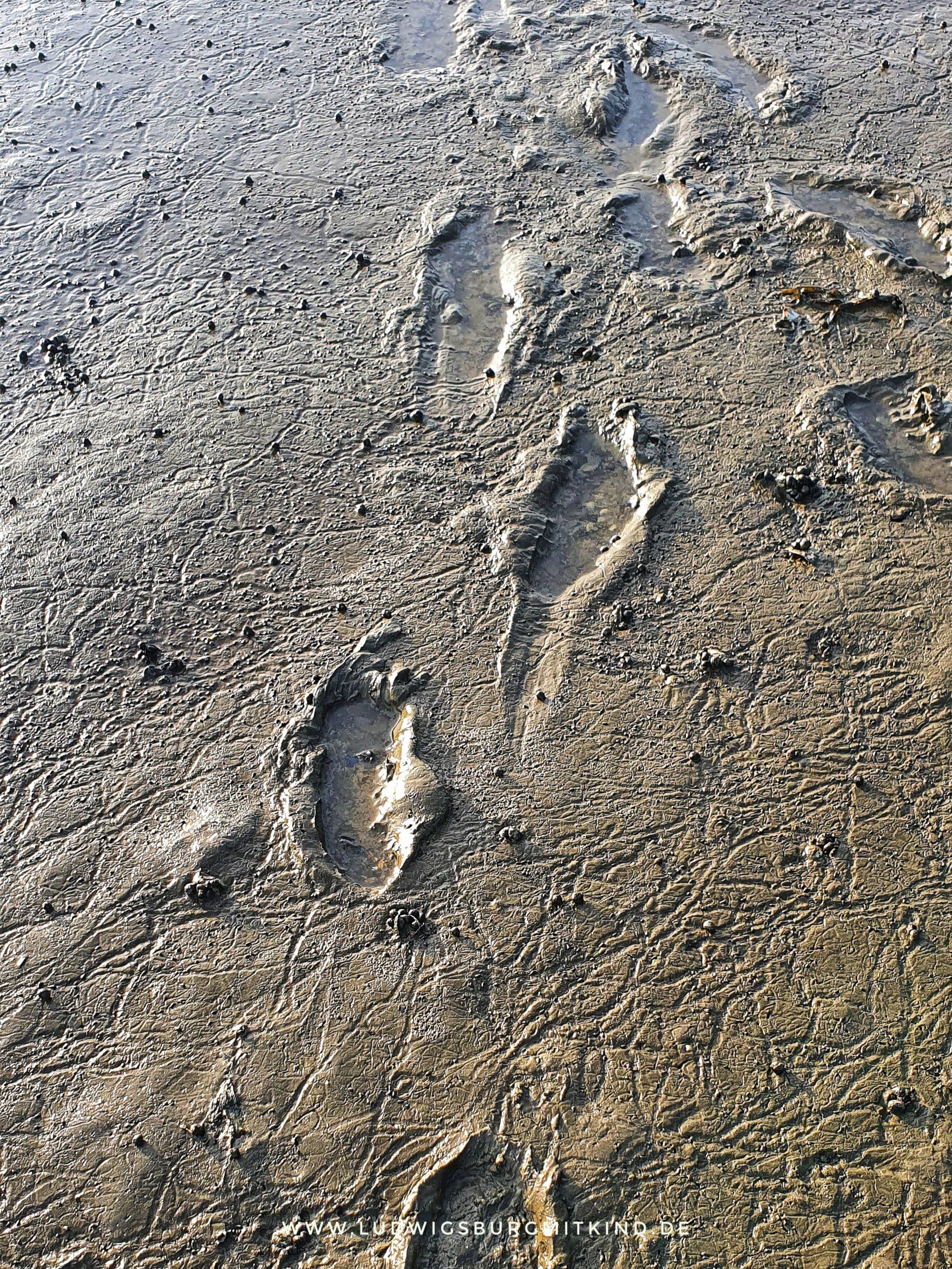 Wattwanderung an der Nordsee