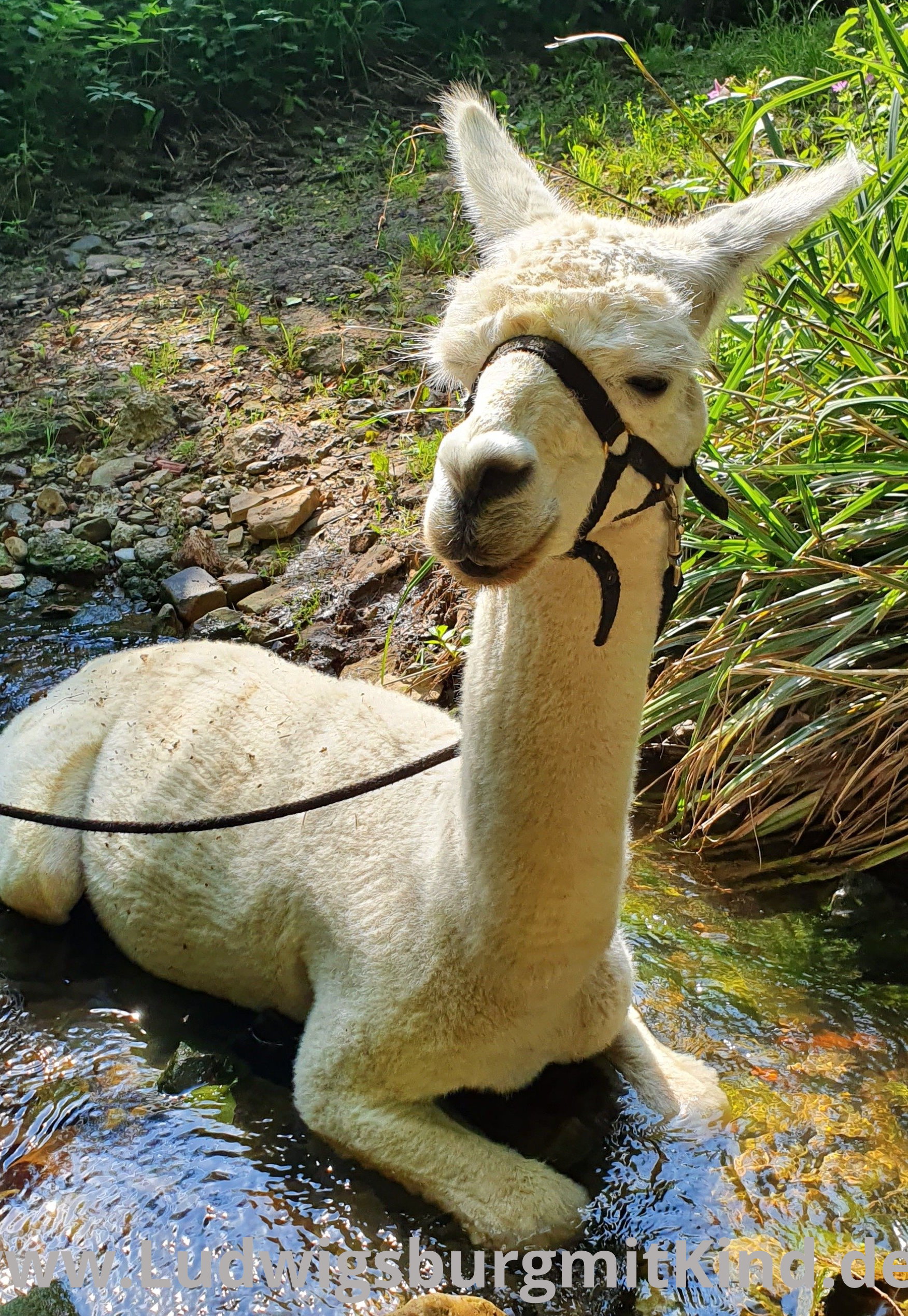 Bei einer Alpaka Wanderung liegt ein Alpaka im kühlenden Bach.