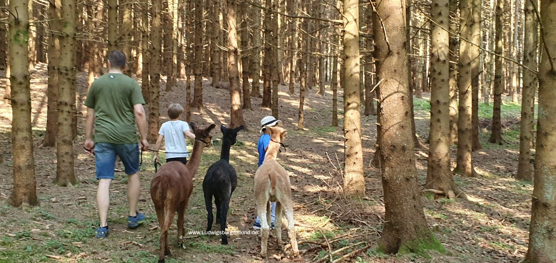 Eine Familie wandert mit Alpakas durch den Wald auf der Schwäbischen Alb.