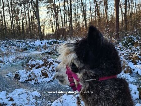 Alpakawanderung Stuttgart