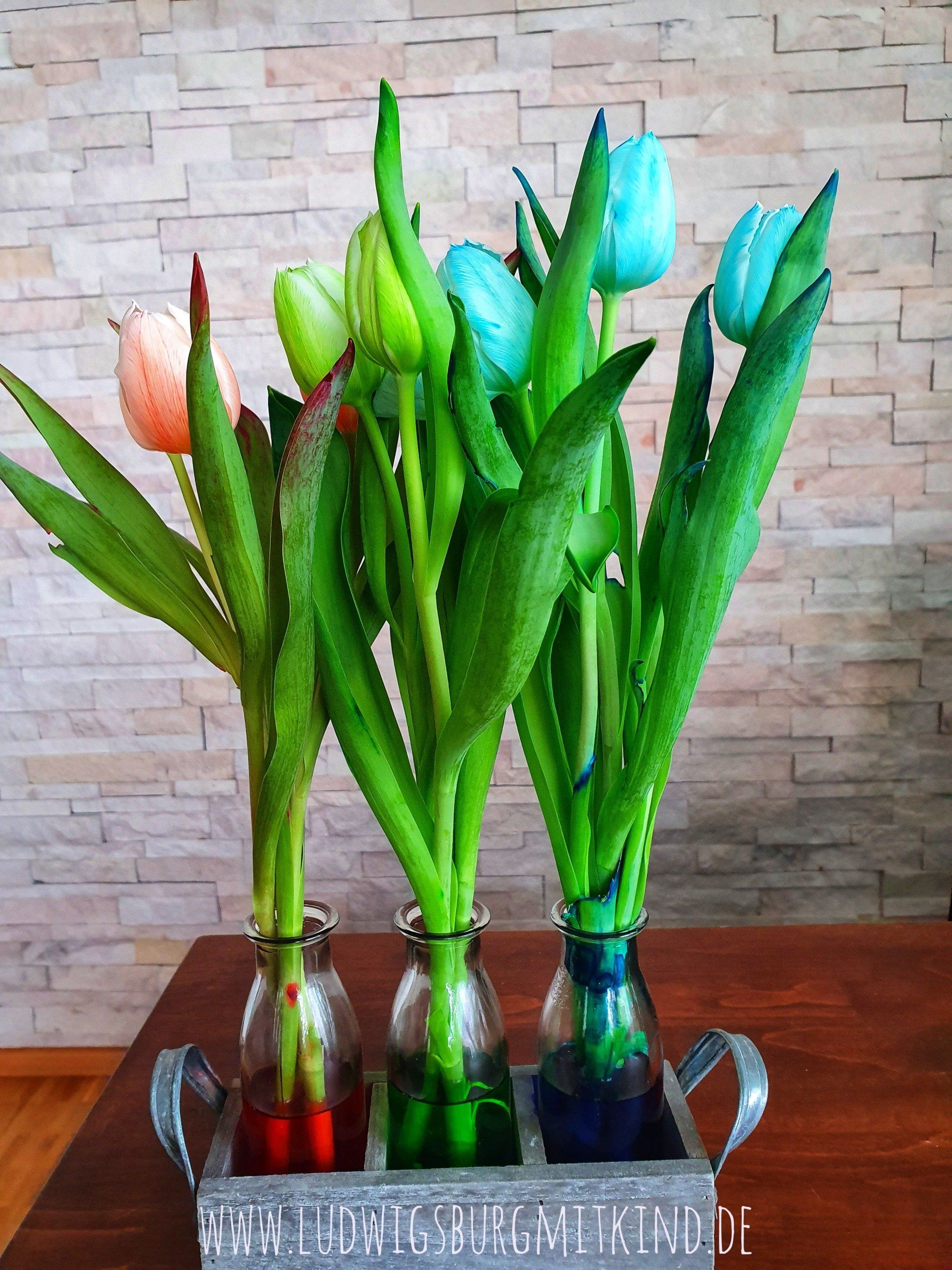 Bunte Tulpen in einer Vase, ein Experiment mit Lebensmittelfarbe, die die Tulpen färbte.