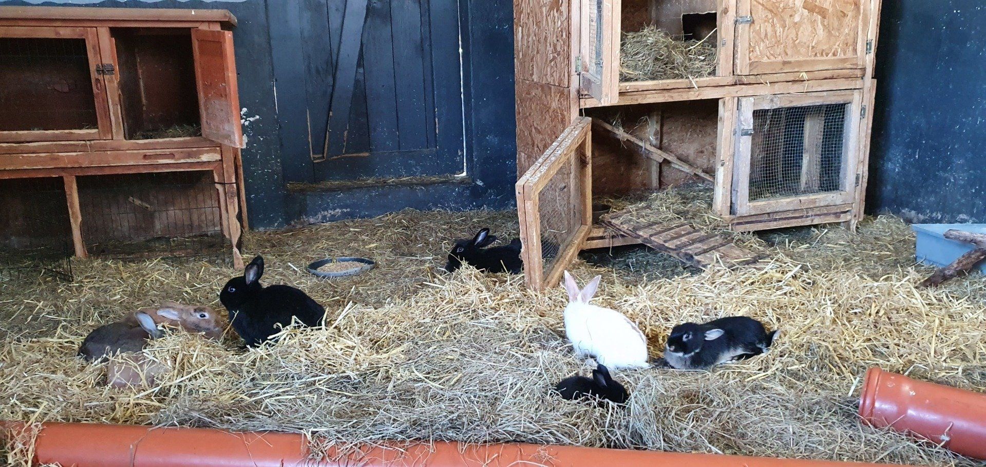 Hasen im Stall bei einem Kindergeburtstag auf dem Bauernhof