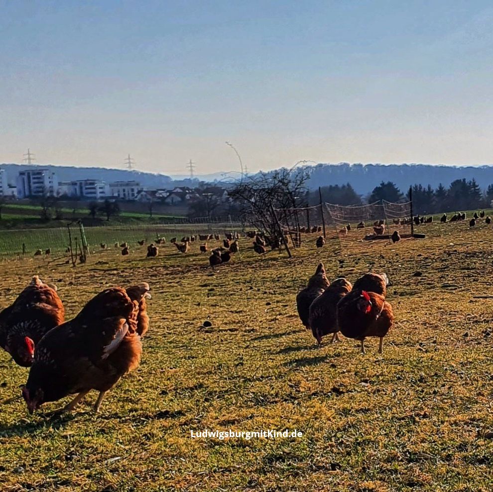 Hühner auf dem Bauernhof Eppinger in Remseck am Neckar,