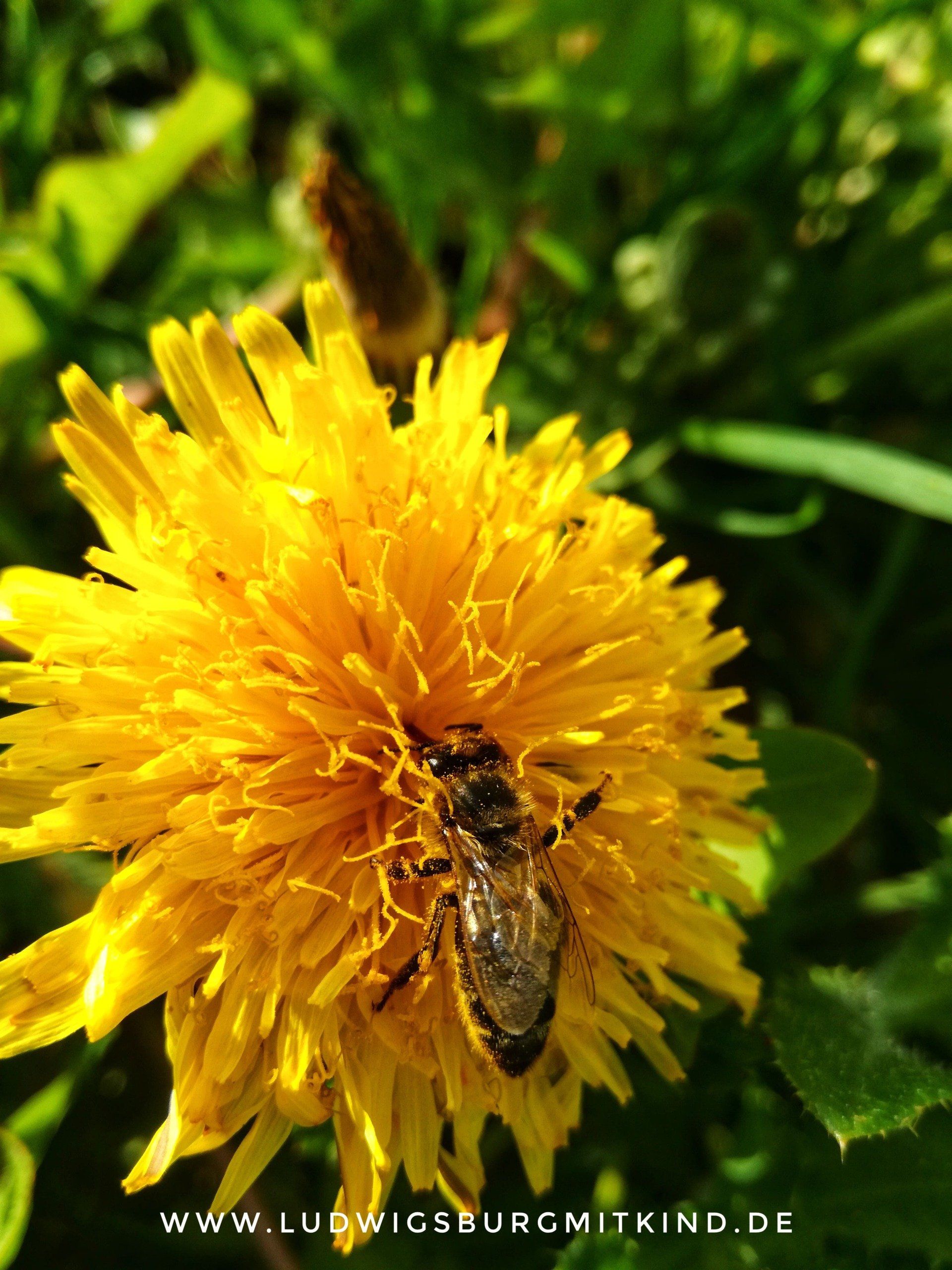 Eine Biene sitzt auf einer Löwenzahnblüte