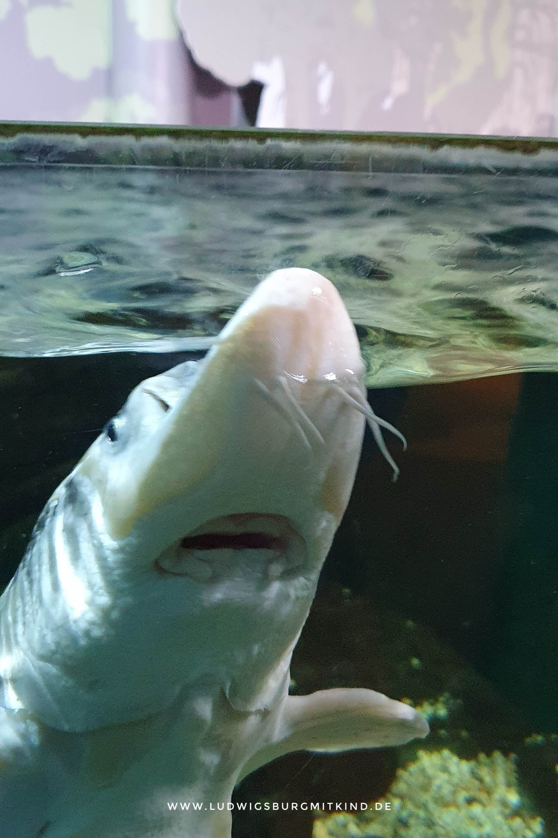 Ein Fisch in einem Aquarium im Sea Life Konstanz.